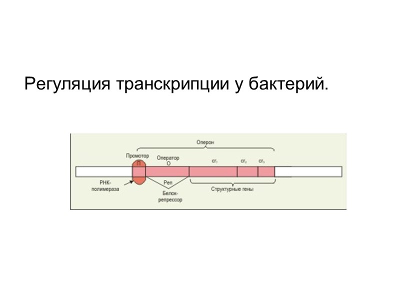 Регуляция транскрипции у бактерий.      Регуляция транскрипции у бактерий.